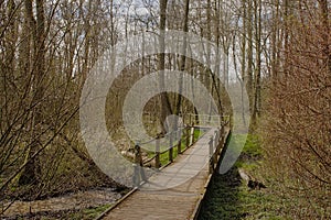 Boardwalk through the forest swamp inParkbos nature reserve in Ghent