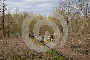 Boardwalk through the forest swamp inParkbos nature reserve in Ghent