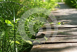 Boardwalk with green foliage