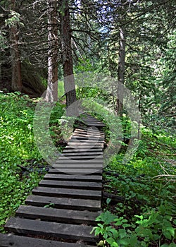 Boardwalk through a green forest