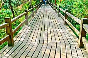 Boardwalk in the green park in the sunshine