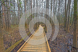 Boardwalk Through a Hardwood Bottomland Forest