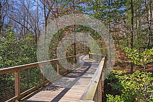 Boardwalk Heading into the Bottomland Forest