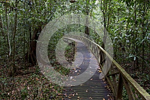 Boardwalk in jungle