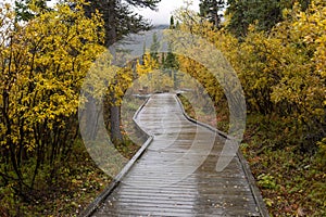 Boardwalk, Kathleen Lake, Kluane National Park and Reserve