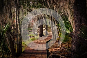 Boardwalk through a Louisiana Swamp