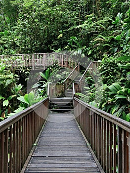 Boardwalk Through Lush Green Tropical Rainforest