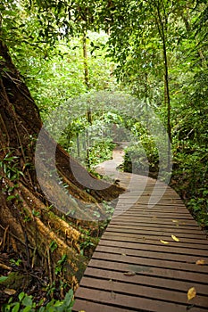 Boardwalk in lush rainforest at Gunung Mulu national park