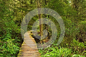 Boardwalk through lush rainforest, Pacific Rim NP, Canada