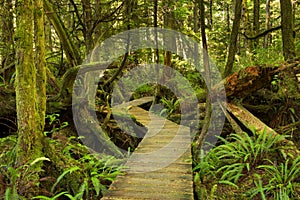 Boardwalk through lush rainforest, Pacific Rim NP, Canada