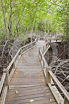 Boardwalk in mangrove forest