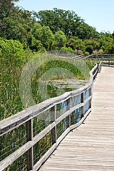 Boardwalk in marsh