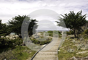 Boardwalk between Monterey cypress trees