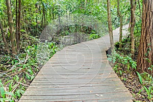 Boardwalk in National Kandawgyi Botanical gardens in Pyin Oo Lwin, Myanm