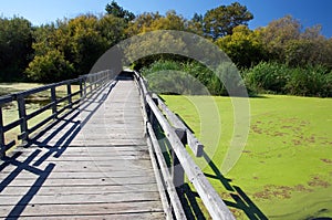 Boardwalk in a nature sanctuary