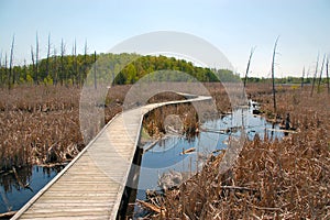 Boardwalk over wetlands