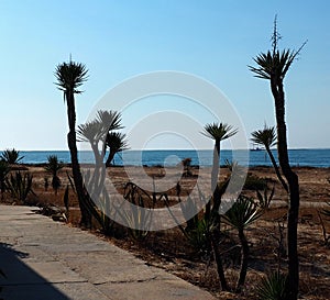 Boardwalk With Palm Trees On Ilha Deserta Portugal photo