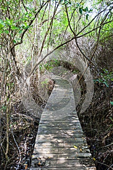 Boardwalk part of Mastic Trail, Grand Cayman Island