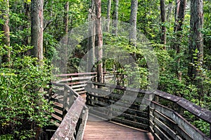 Boardwalk path