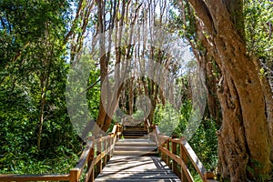 Boardwalk path at Arrayanes National Park - Villa La Angostura, Patagonia, Argentina