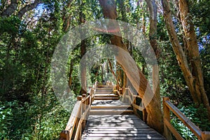 Boardwalk path at Arrayanes National Park - Villa La Angostura, Patagonia, Argentina