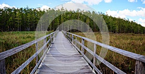 Boardwalk path at Corkscrew Swamp Sanctuary in Naples, Florida