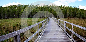 Boardwalk path at Corkscrew Swamp Sanctuary in Naples, Florida