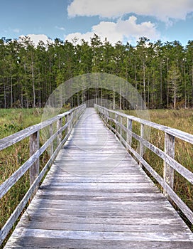 Boardwalk path at Corkscrew Swamp Sanctuary in Naples, Florida