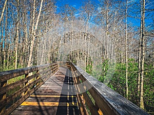 boardwalk path over the wetlands in Florida swamp