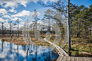 Boardwalk path through wetlands area in early spring.