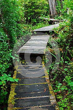 Boardwalk in rain forest