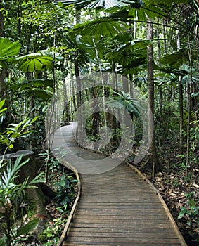 Boardwalk in rainforest.