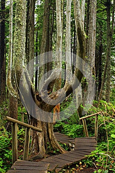 Pacific Northwest, Olympic Peninsula, Boardwalk through Magical Rainforest at Cape Flattery, Washington State, USA