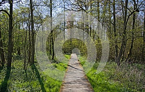 Boardwalk through a sunny green spring forest in the flemish countryside