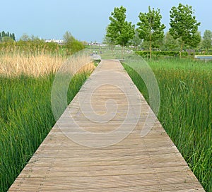 Boardwalk on the swamp