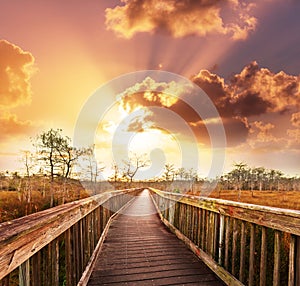 Boardwalk in swamp