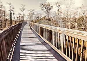 Boardwalk in swamp