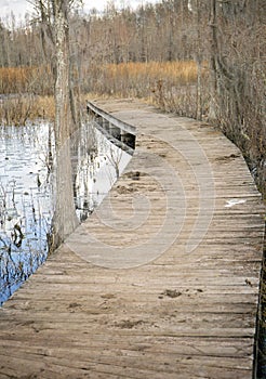 Boardwalk into a swamp