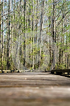 Boardwalk in the Swamp