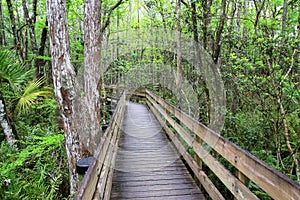 Boardwalk in a swampy area of Florida