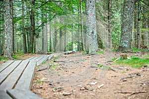 Boardwalk through tall trees in the woods for hikers going to the Black Lake in Slovenia