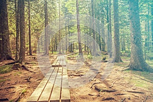 Boardwalk through tall trees in the woods for hikers going to the Black Lake in Slovenia