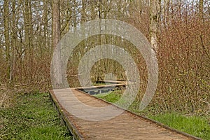 Boardwalk thorugh the forest swamp inParkbos nature reserve in Ghent