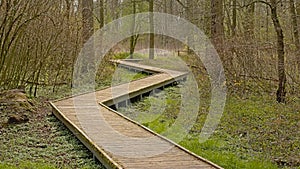 Boardwalk thorugh the forest swamp inParkbos nature reserve in Ghent