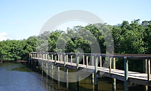 Boardwalk thru the Mangroves photo