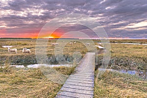 Boardwalk in Tidal Marshland nature reserve Saeftinghe