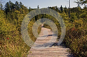 Boardwalk trail in beautiful lush bog in brighton new york in late summer