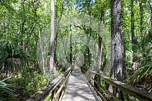 Boardwalk Trail In Highlands Hammock State Park In Sebring, FL