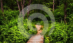 Boardwalk trail and lush spring forest in Codorus State Park