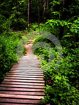 Boardwalk trail and lush spring forest in Codorus State Park